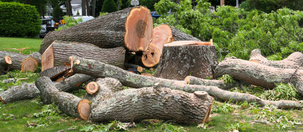 Best Arborist Consultation Services  in Germantown, WI